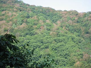 20100828_0707.jpg